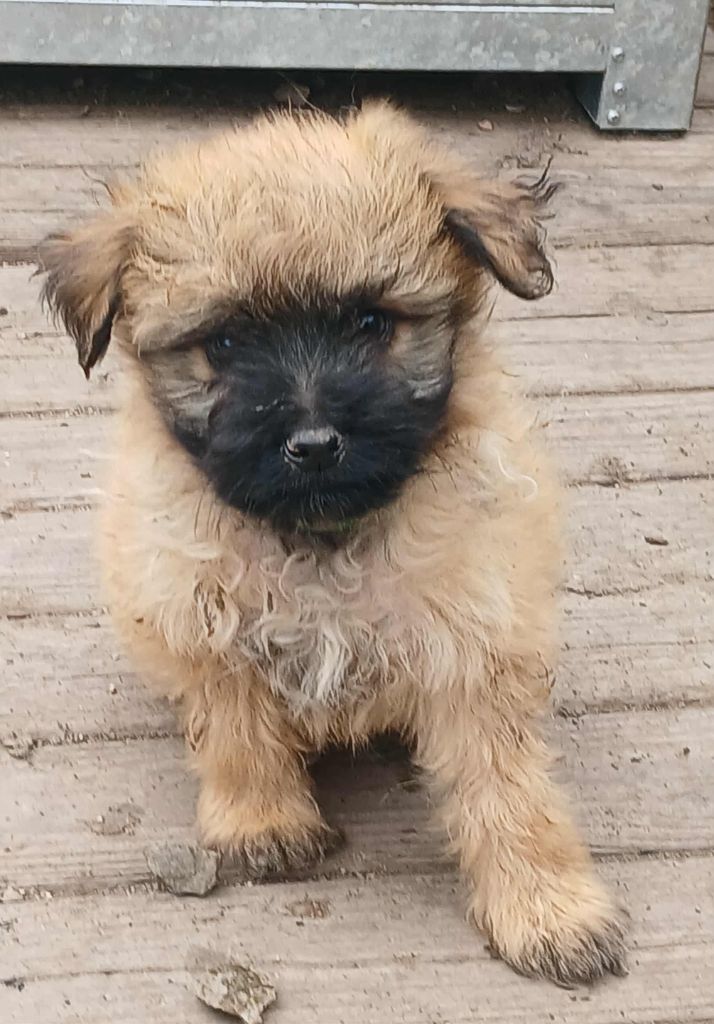 du Champ D'Onix - Chiots disponibles - Berger des Pyrenees à poil long