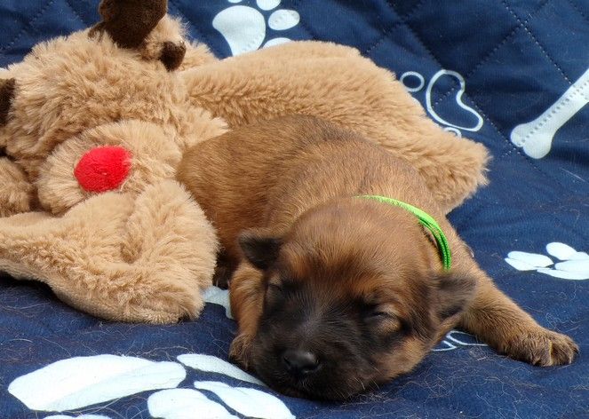 du Champ D'Onix - Chiots disponibles - Berger des Pyrenees à poil long
