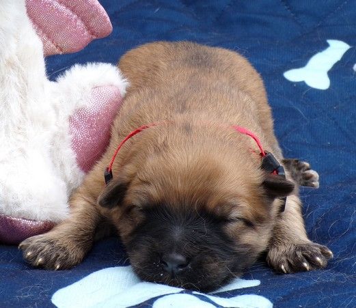 du Champ D'Onix - Chiots disponibles - Berger des Pyrenees à poil long